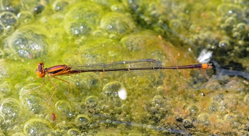 Male
2010_09_24_Wakulla_FL